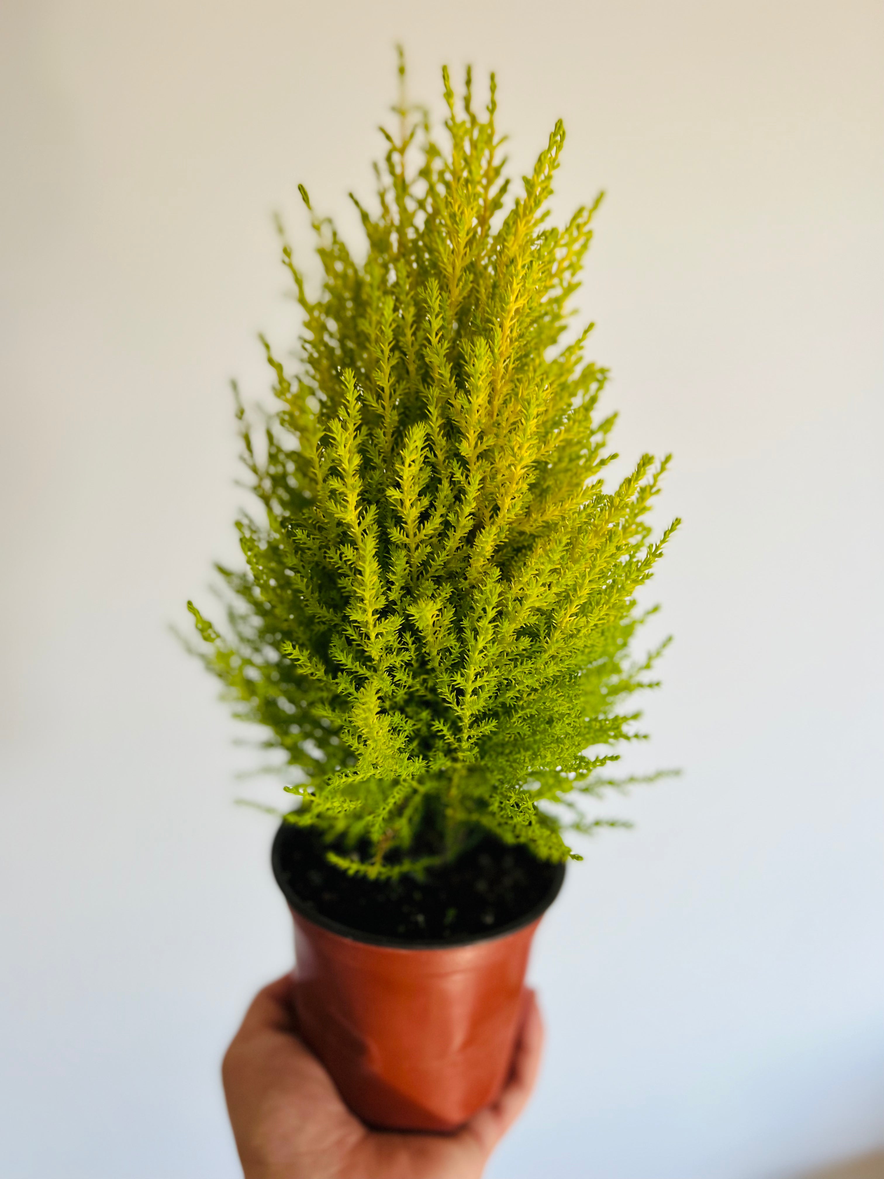 Lemon Cypress Tree Lemon Scented Houseplants 5" Pot Brumley & Bloom