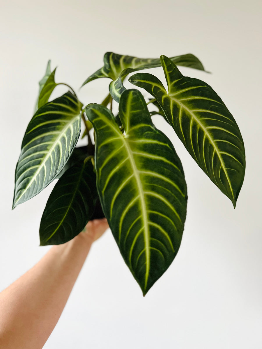 Xanthosoma Lindenii 'Magnificum' - 6