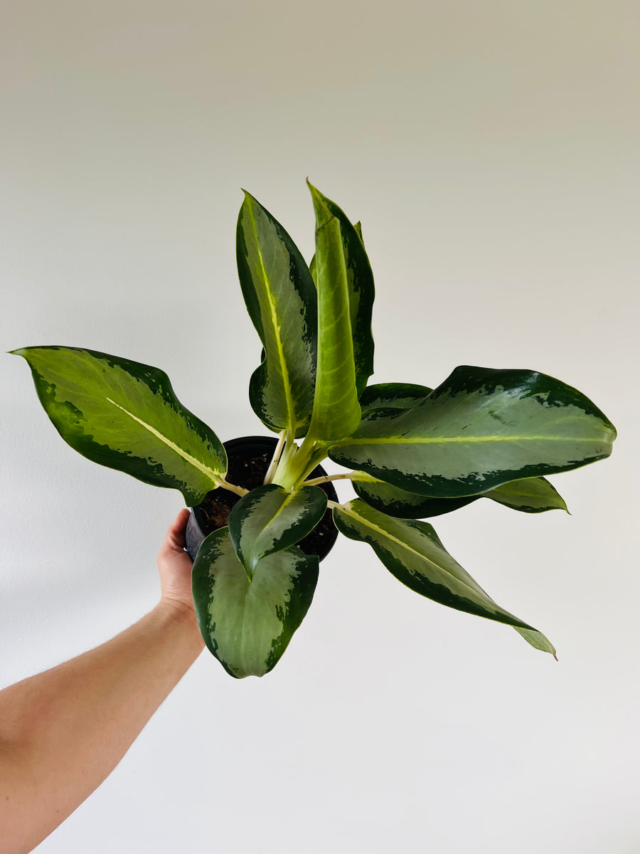 Aglaonema Green Bowl - 6