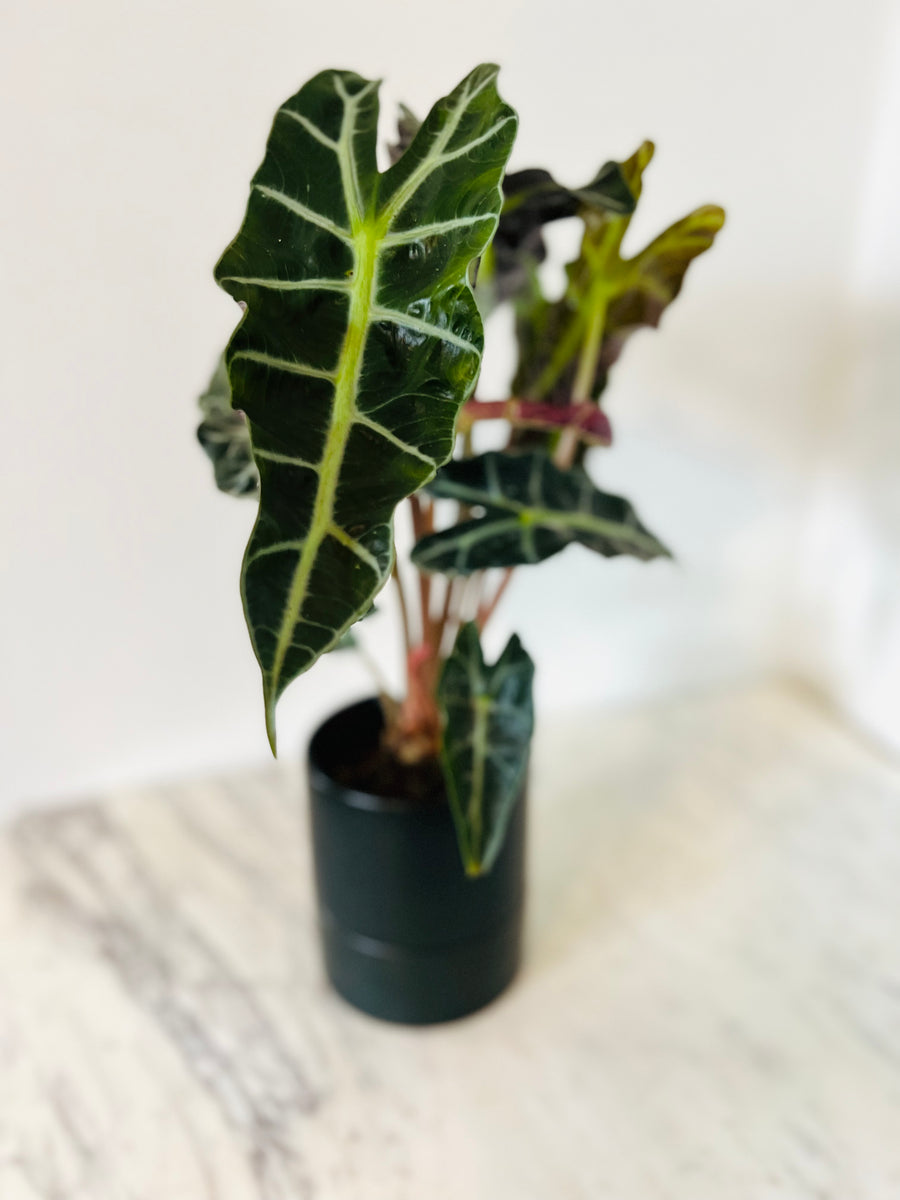 Oliver Self Watering Pot - Matte Black - Fits 4