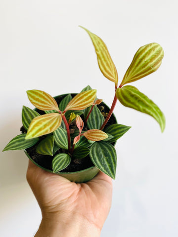 Peperomia Puteolata 'Parallel Plant' - 4
