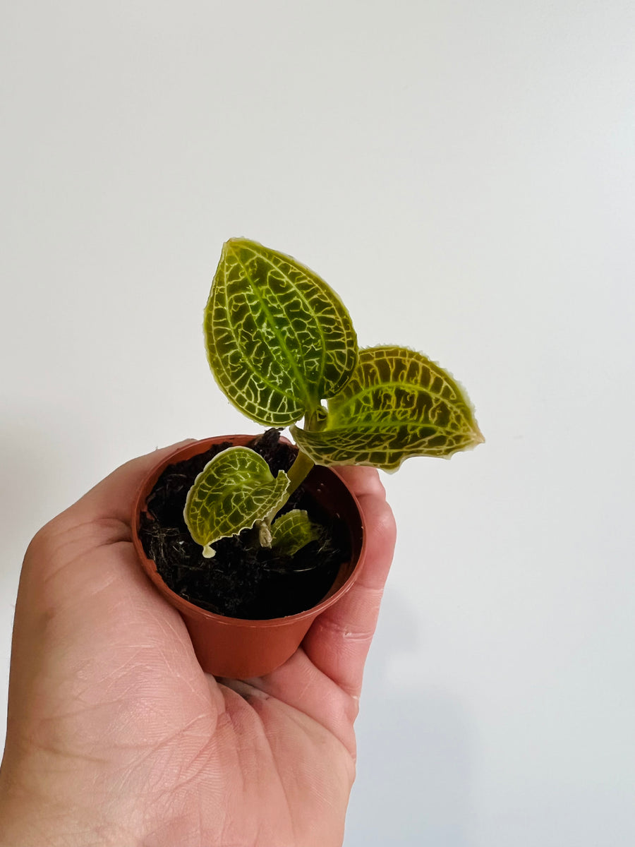 Macodes Sanderiana - Jewel Orchid - 2