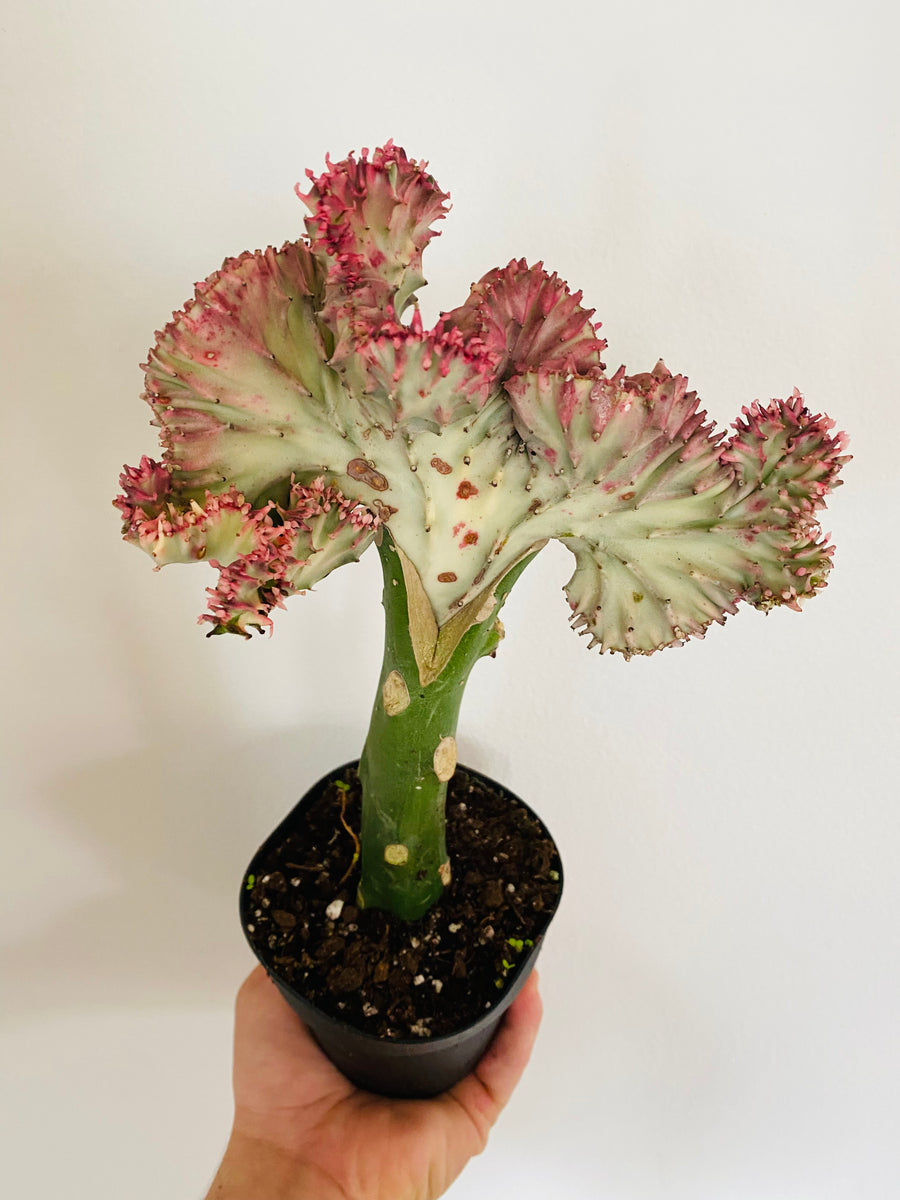 Euphorbia Lactea 'Cristata' - Pink Coral Cactus - 4