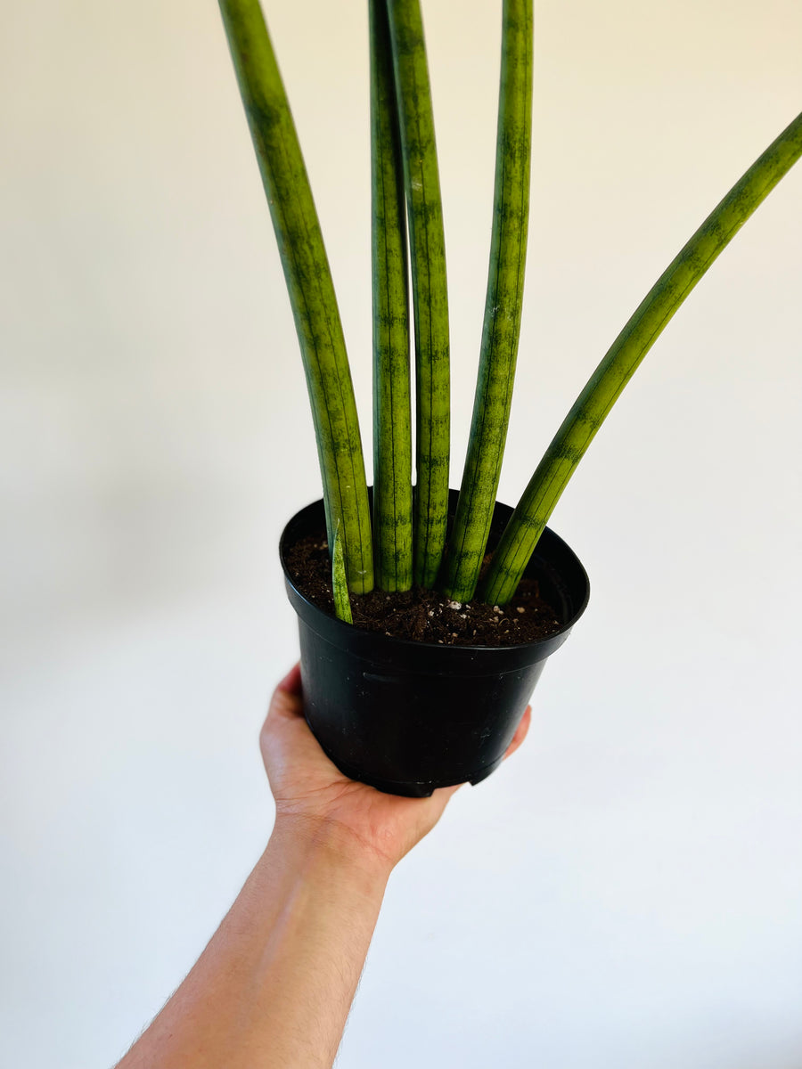 Monster Fingers Snake Plant - Sansevieria Cylindrica