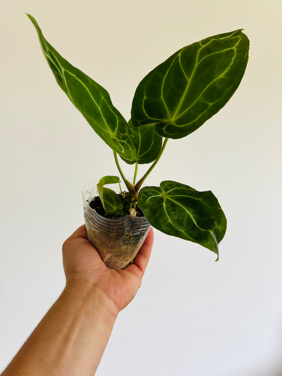 Anthurium Dorayaki