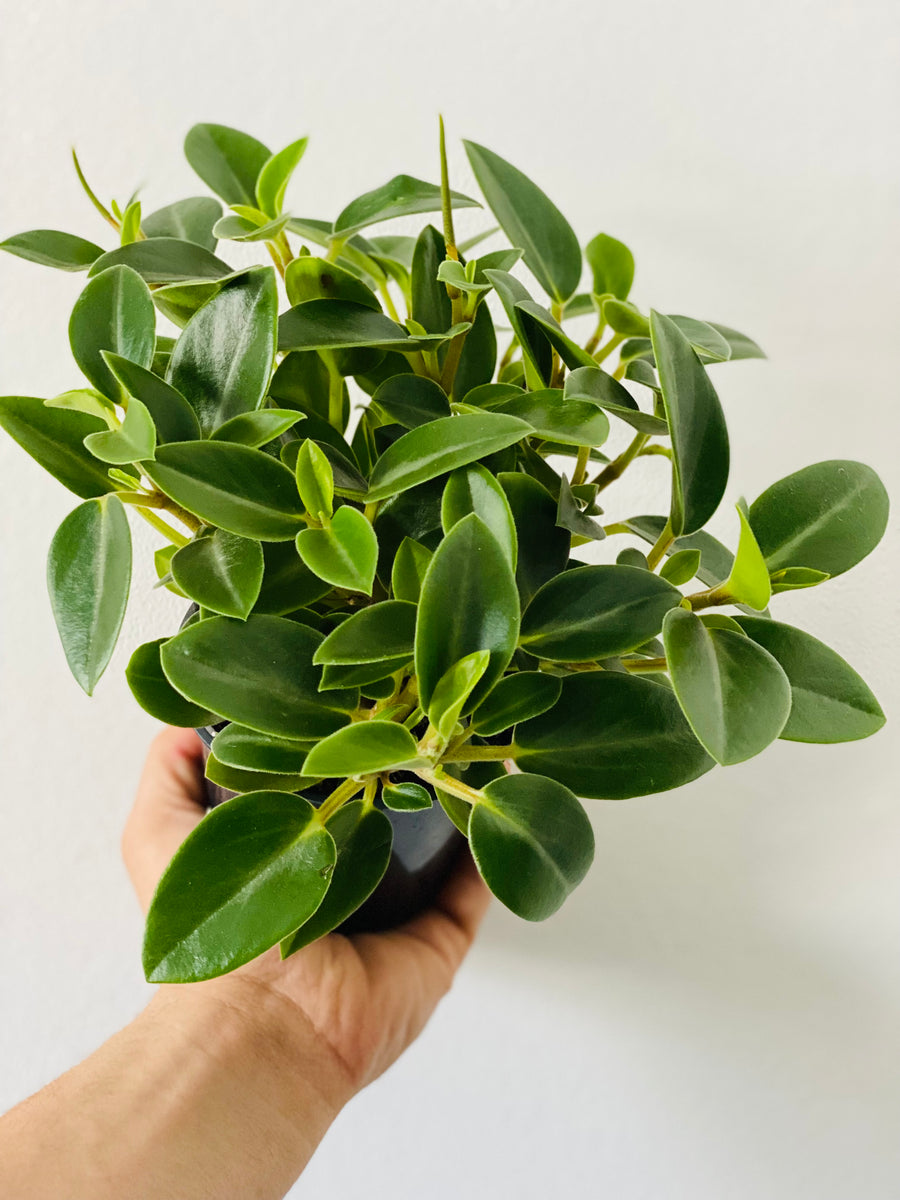 Peperomia Orba 'Pixie' - 4