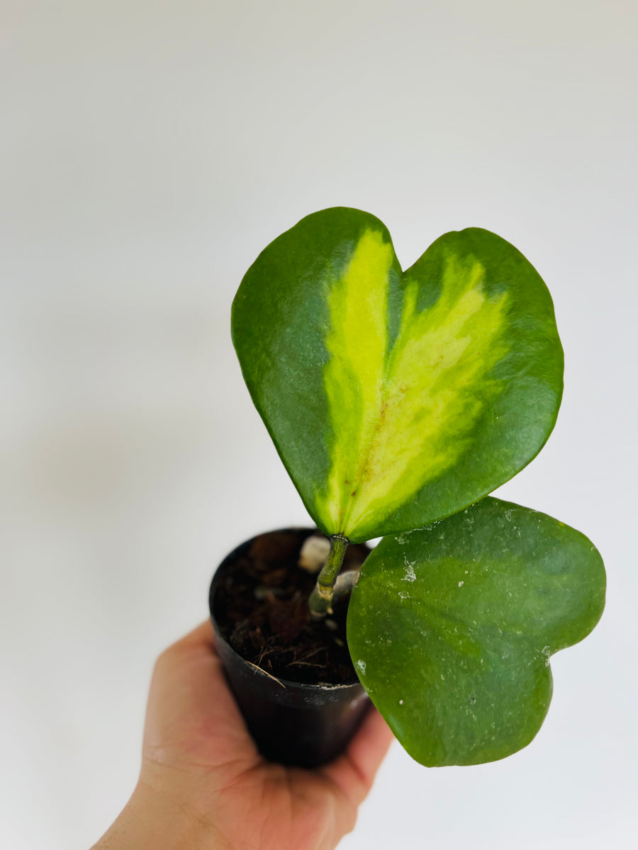 Hoya Kerrii 'Picta-Spot' - Vining - 3