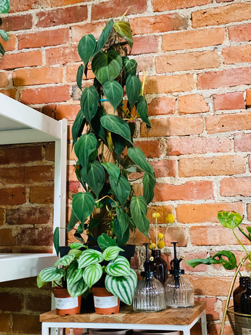 Philodendron Micans - Totem - 8