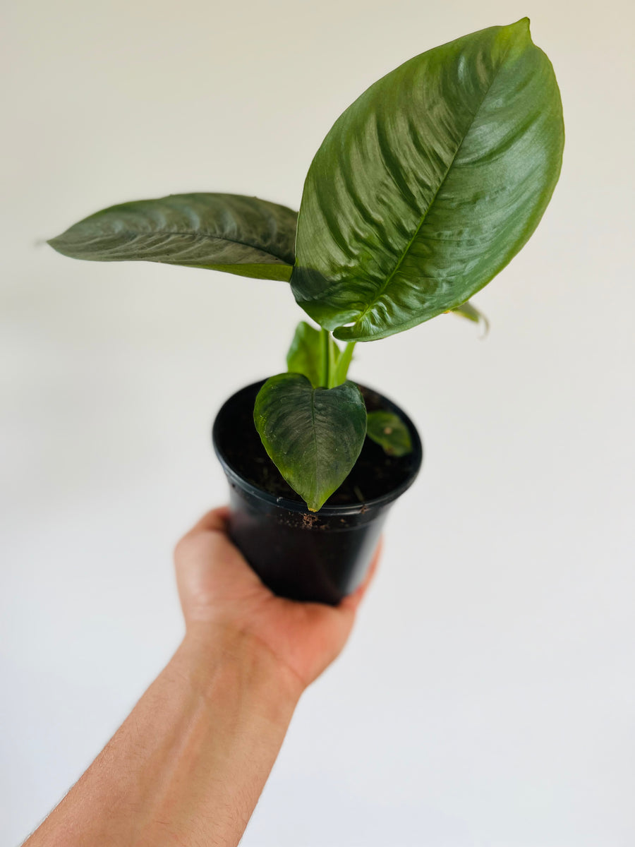 Schismatoglottis Hendrikii - Rare Aroid