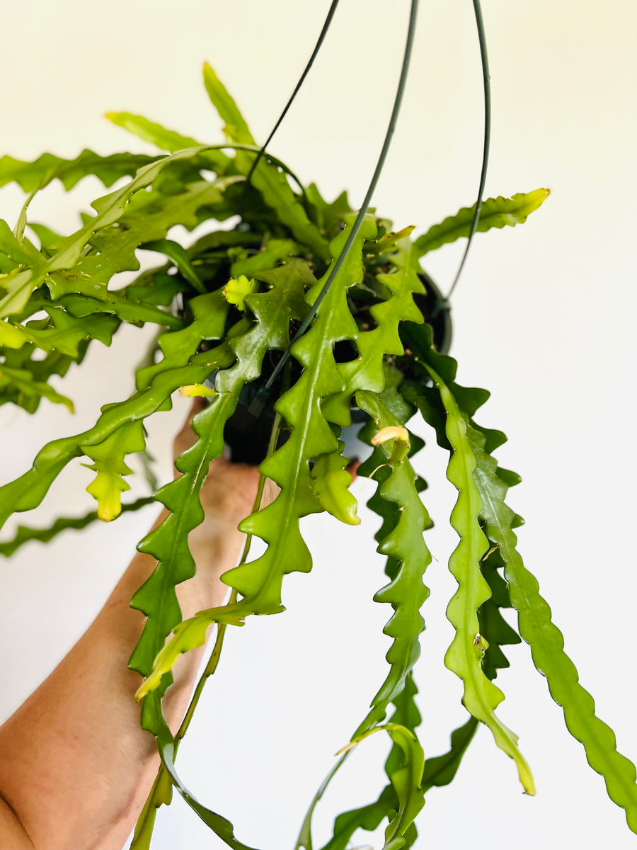 Fishbone Cactus - Epiphyllum Anguliger - 10" Hanging Basket – Brumley