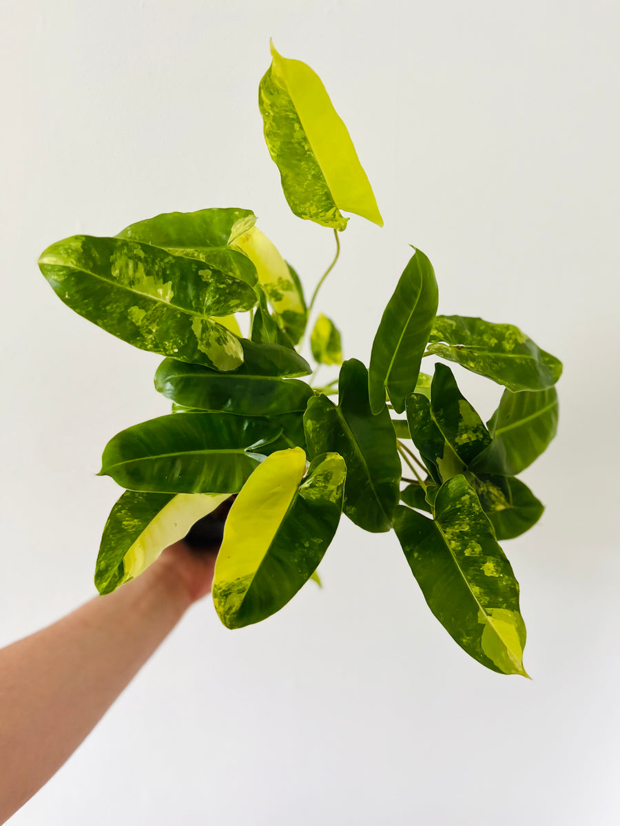 Philodendron Burle Marx Variegated - 6