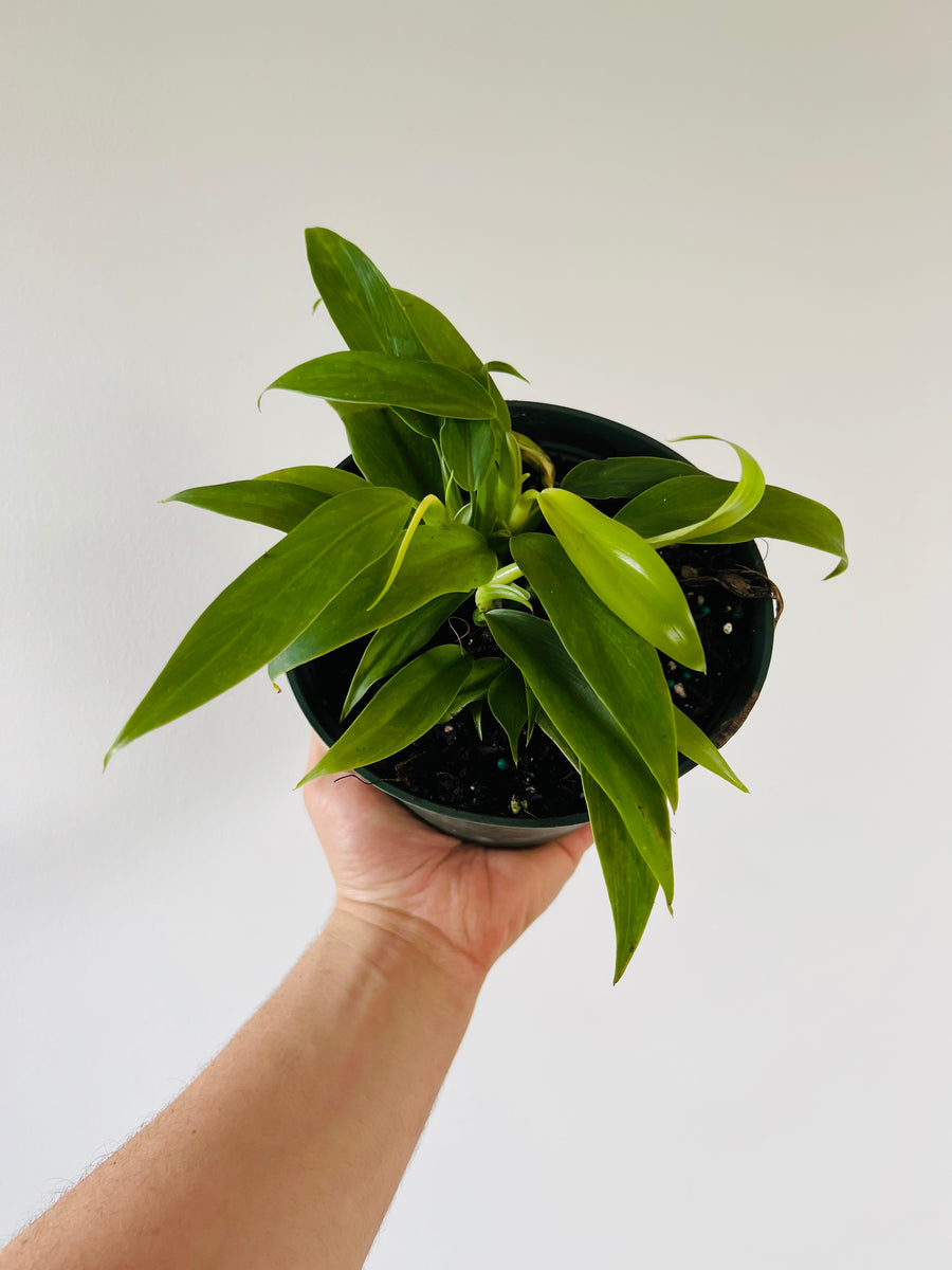 Philodendron Panduriforme - Rare Aroid - 6