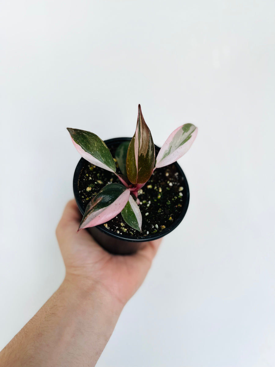 Philodendron Pink Princess - 4