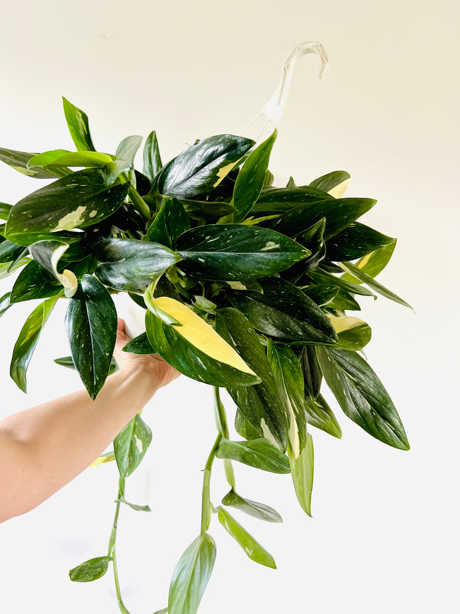 Monstera Standleyana Albo - Mother Plants - 8