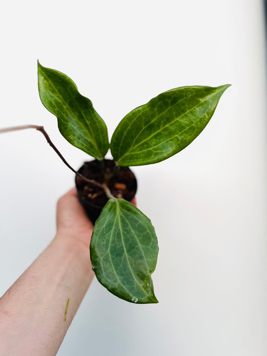 Hoya Quinquenervia - 3