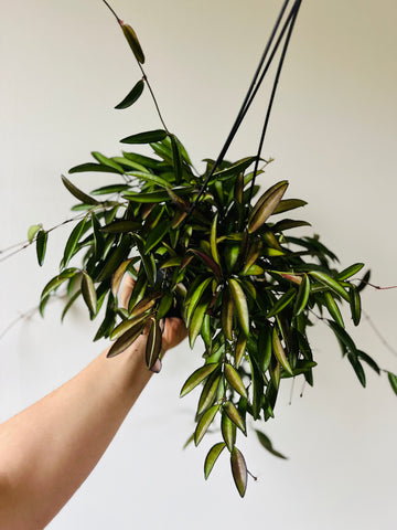 Hoya Kentiana - Butterscotch Hoya - Full Heads - 8