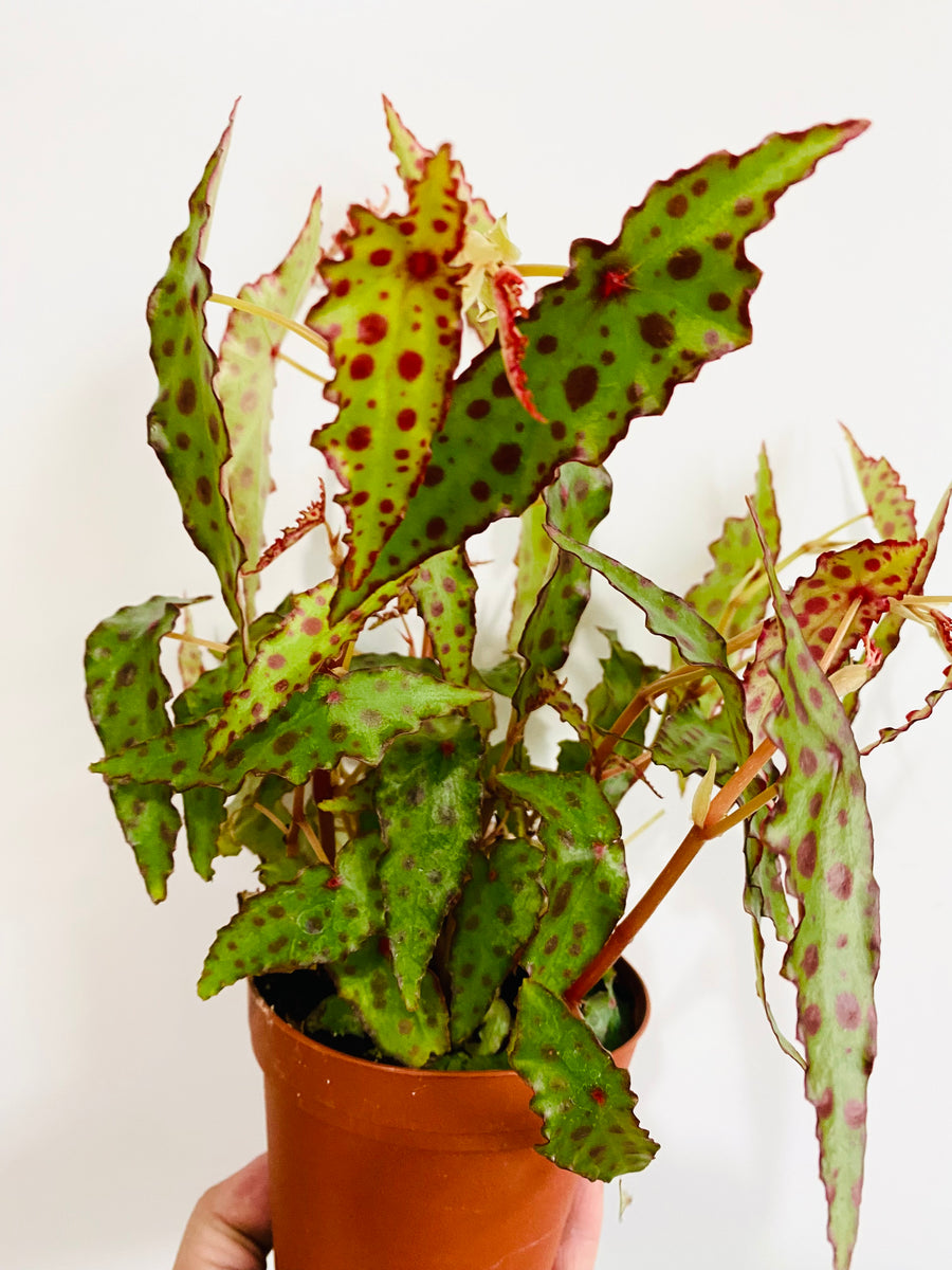 Begonia Amphioxus - 4