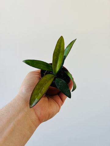 Hoya Rosita - Sunstressed - Rare Hoya - 2