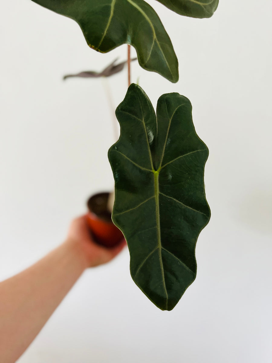 Alocasia Pseudo Sanderiana - 4