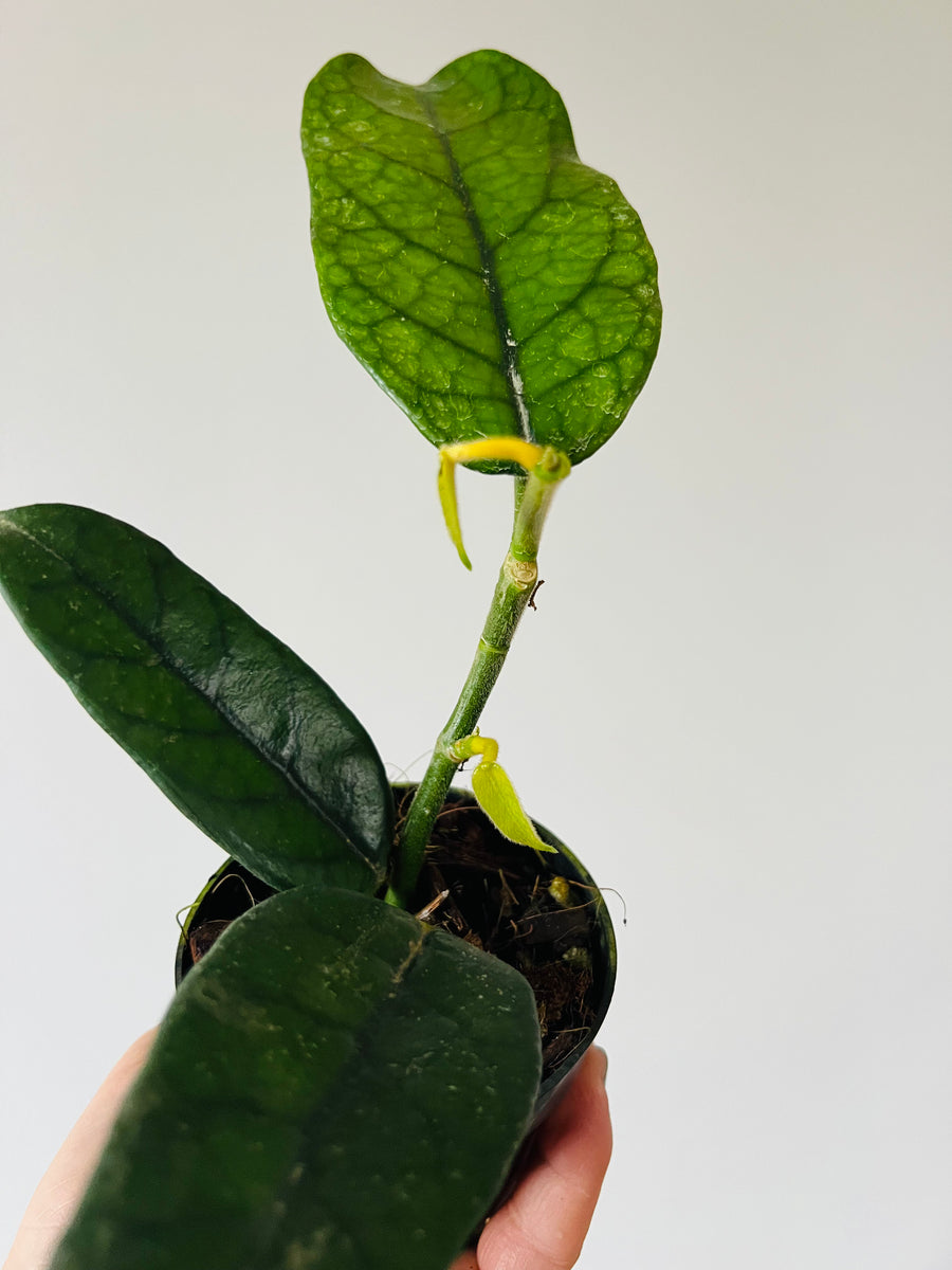 Hoya Globulosa - Rare Hoya - 3