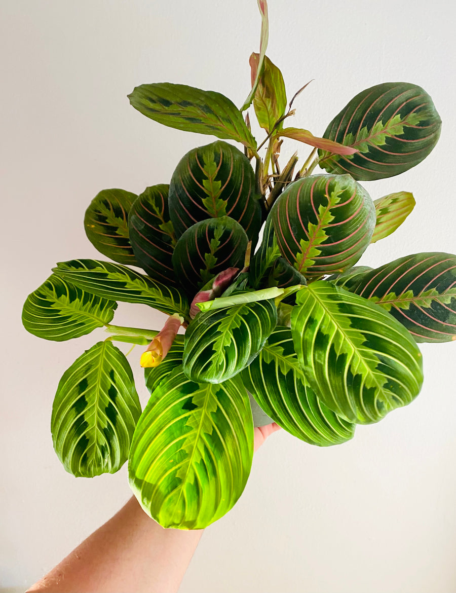 Maranta Leuconeura - Cherry Lime Prayer Plant - 6