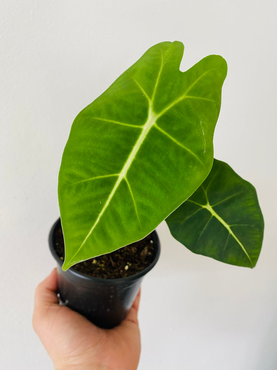 Alocasia Frydek - 4