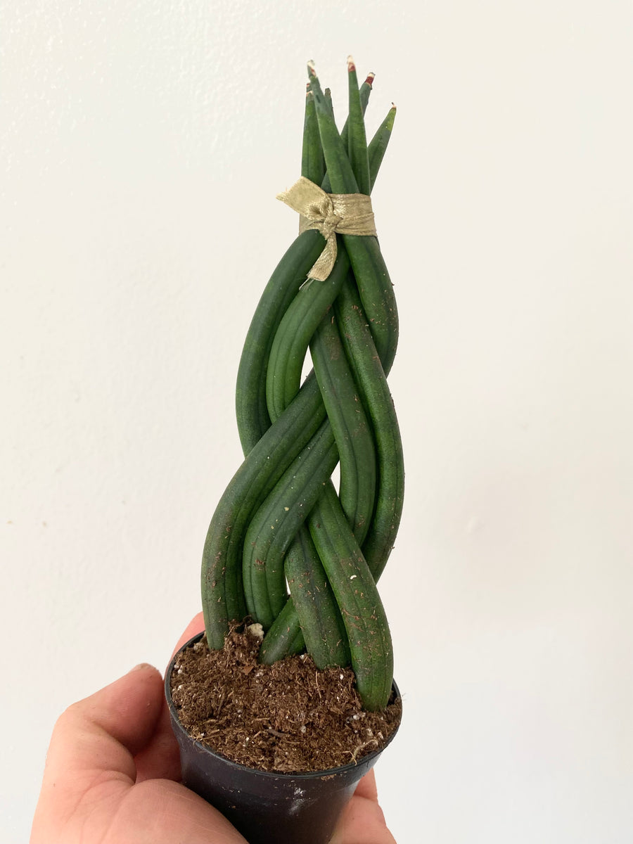 Sansevieria Dragon Fingers- Braided Snake Plant - 2