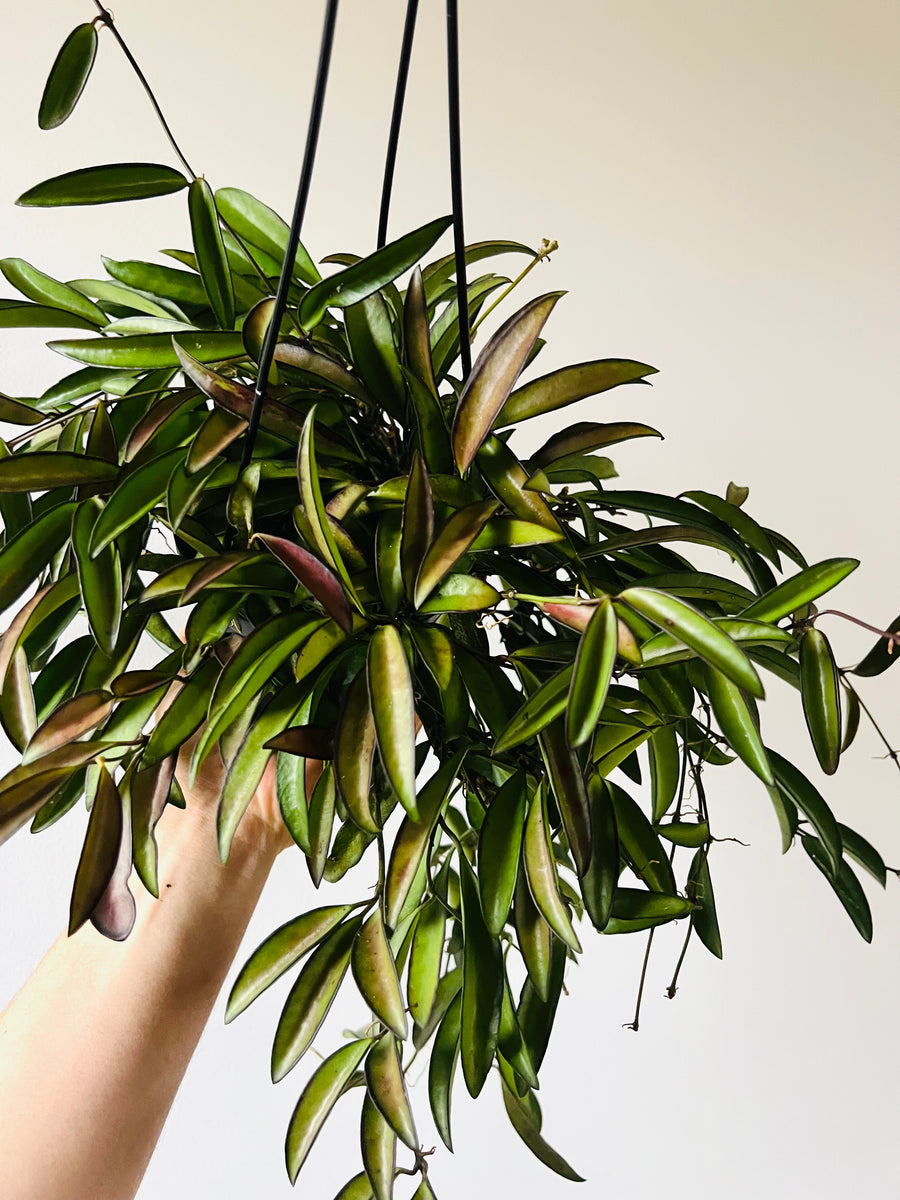 Hoya Kentiana - Butterscotch Hoya - Full Heads - Hanging Basket