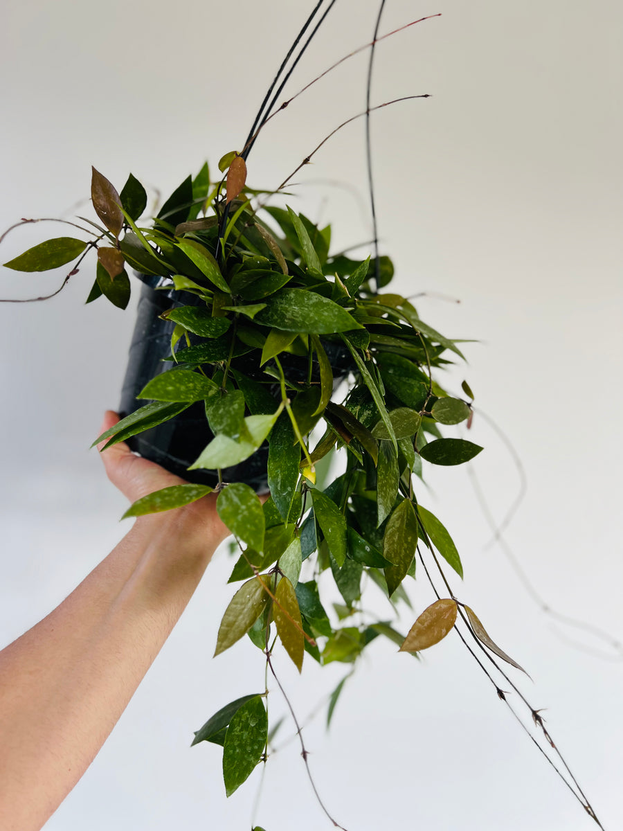 Hoya Gracillis - Very Full & Trailing - 8