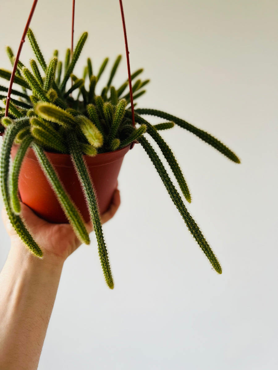 Rat Tail Cactus - Aporocactus Flagelliformis  - 6