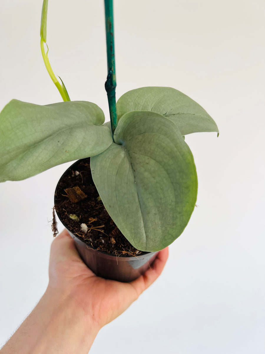 Scindapsus Platinum Lava - Rare Aroid - 4