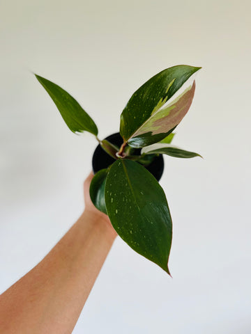 Philodendron White Knight - 4
