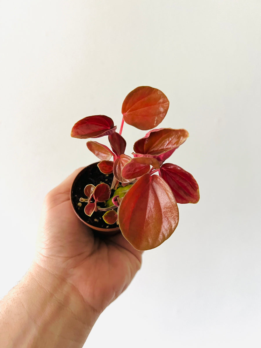 Peperomia ‘Harmony’s Great Pumpkin’ - 3