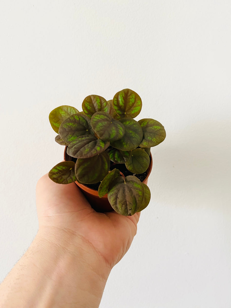 Peperomia Peppermill - 3