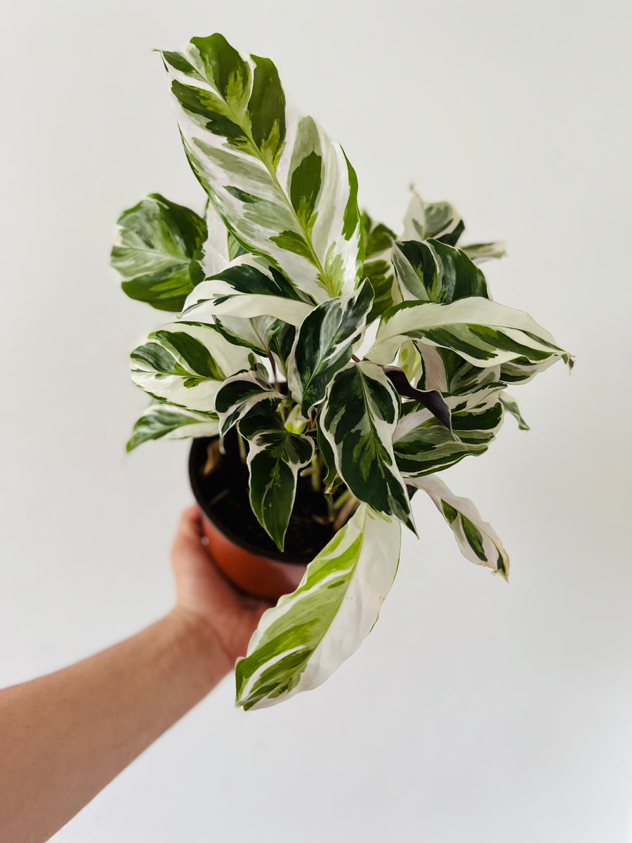 white fusion, calathea white fusion, fusion white calathea, calathea fusion white, fusion calathea white, white fusion plant, white calathea, calathea fusion