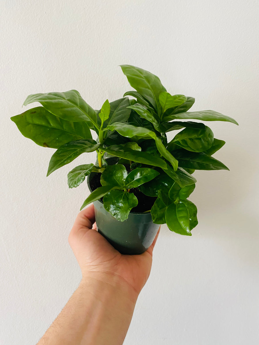Arabica Coffee Bean Plant - 4