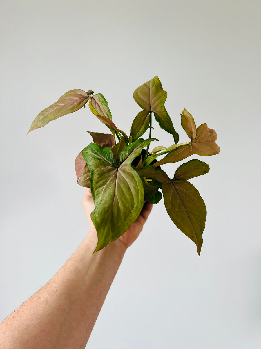 Syngonium Podophyllum 'Pink Splash' - Rare Syngonium - 4