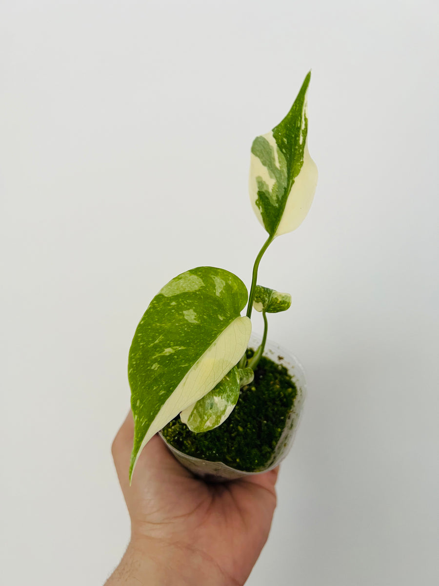 Monstera Thai Constellation - High Variegation