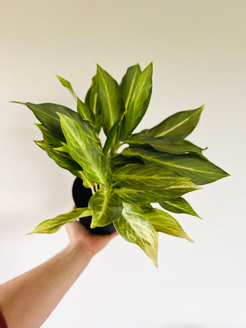 Aglaonema Phuket - 6