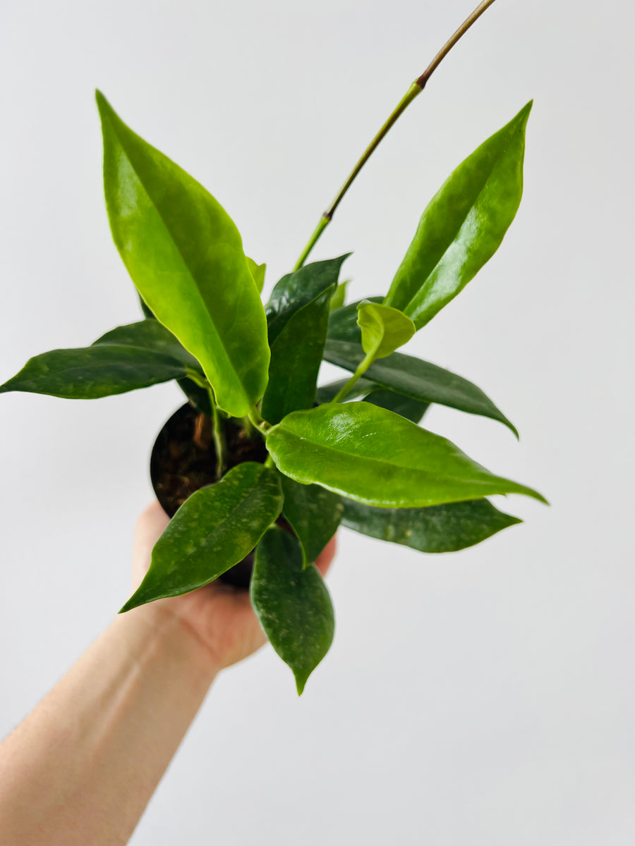 Hoya Australis ‘Rupicola’ - 5