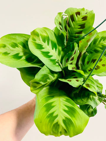 Maranta Leuconeura 'Green' - Green Prayer Plant - 6