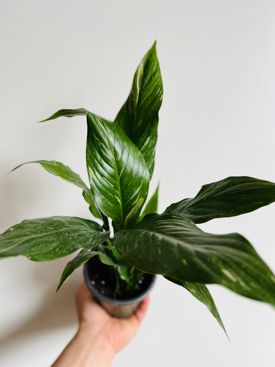 Spathiphyllum Domino - Variegated Peace Lily - 4