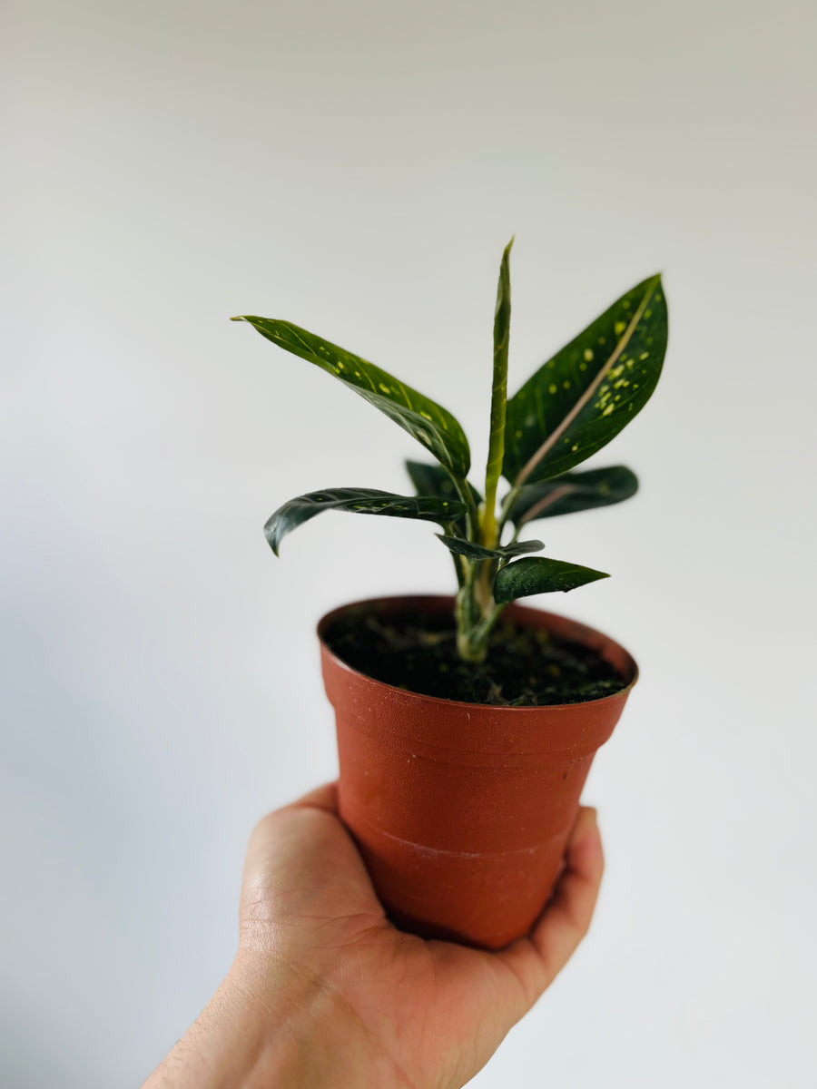 Aglaonema 'Stars' - 4
