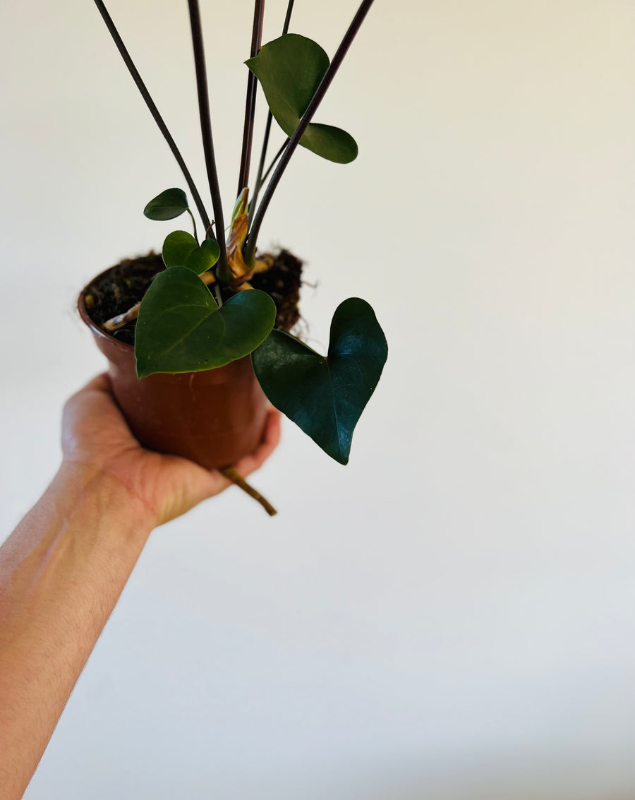Anthurium Arrow - Rare Aroid - 5” Pot