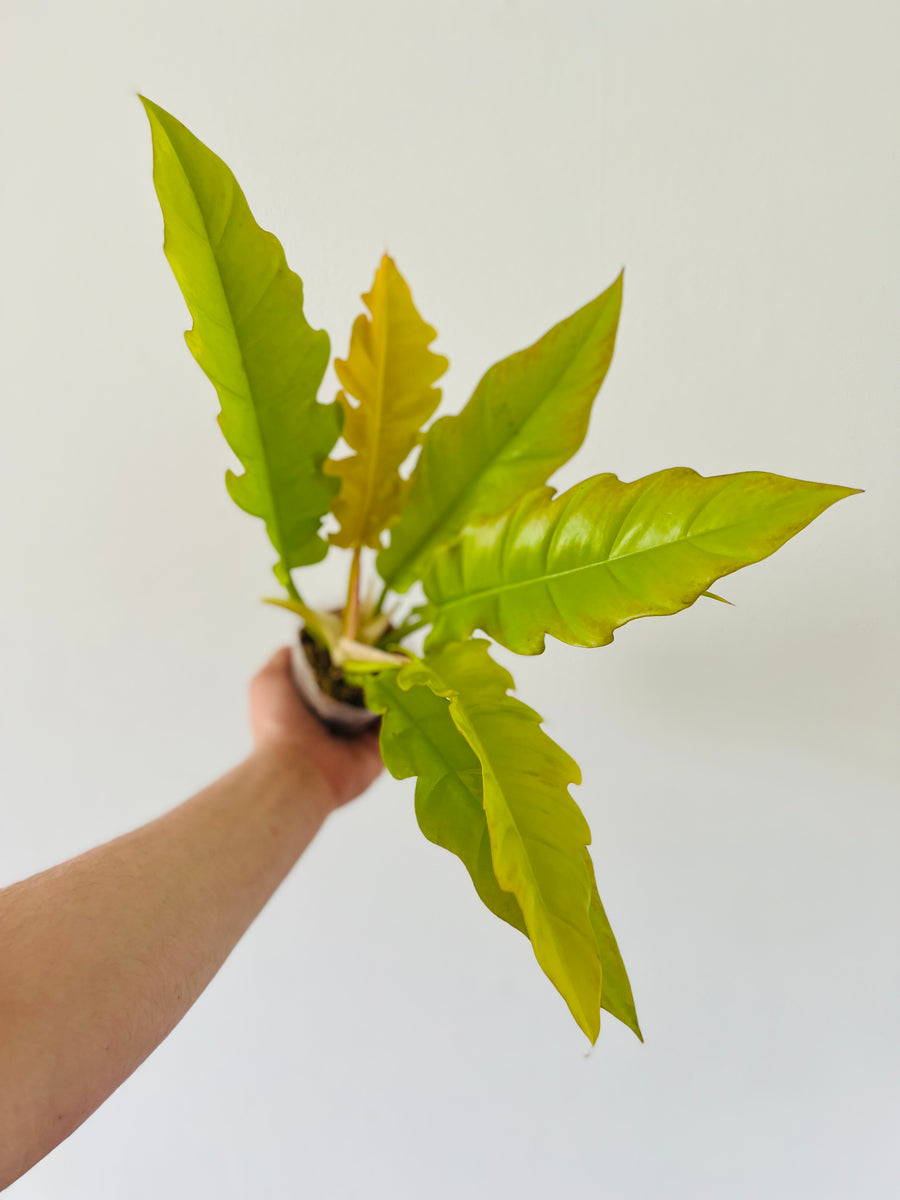 Philodendron Golden Crocodile - Neon Ring of Fire