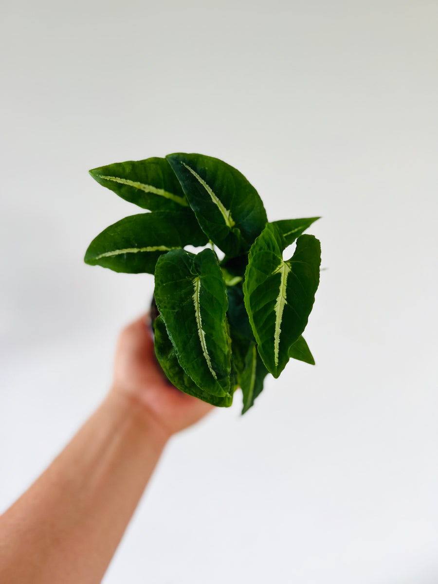 Syngonium Wendlanii - Rare Syngonium - 4