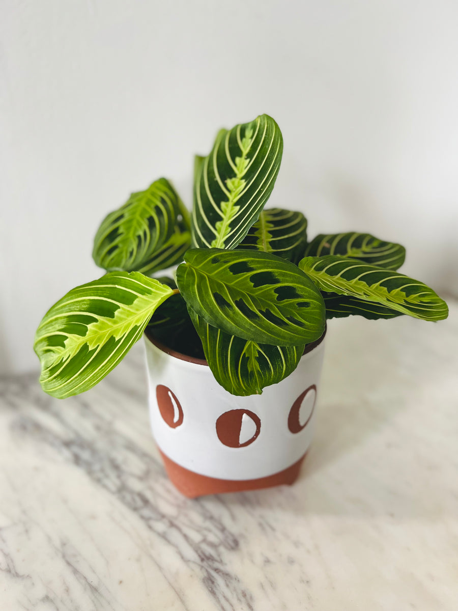 Moon Planter - 5