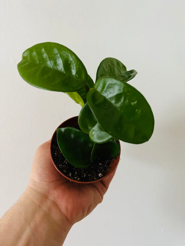 Hoya Carnosa 'Krinkle 8' - Ripple Hoya - 3