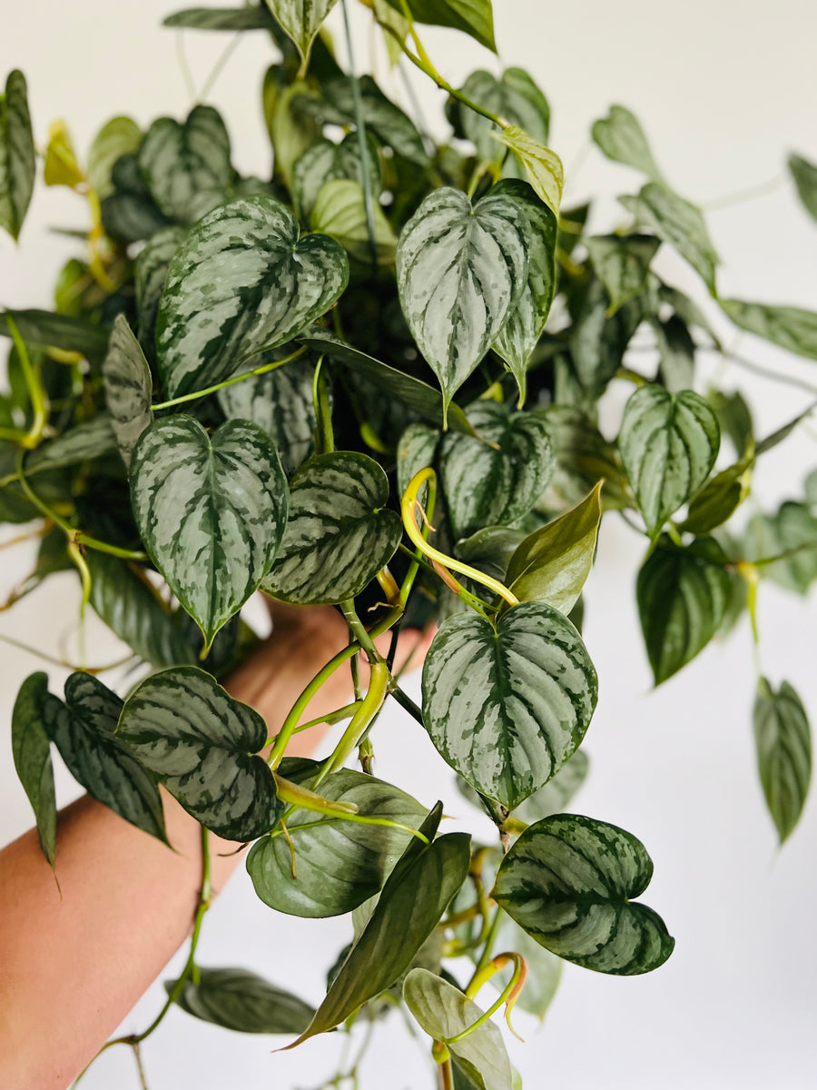 Philodendron Brandtianum - Silver Shield - Very Large, Full, and Trailing - 8