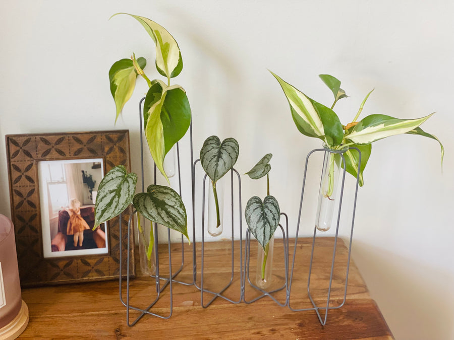 Liam Stand - Propagation Station